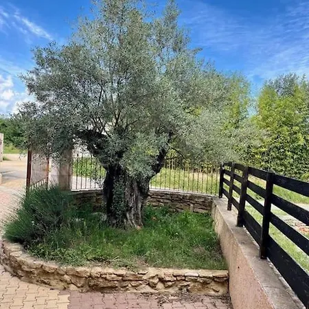Des Oliviers * Saint-Christol-de-Rodieres
